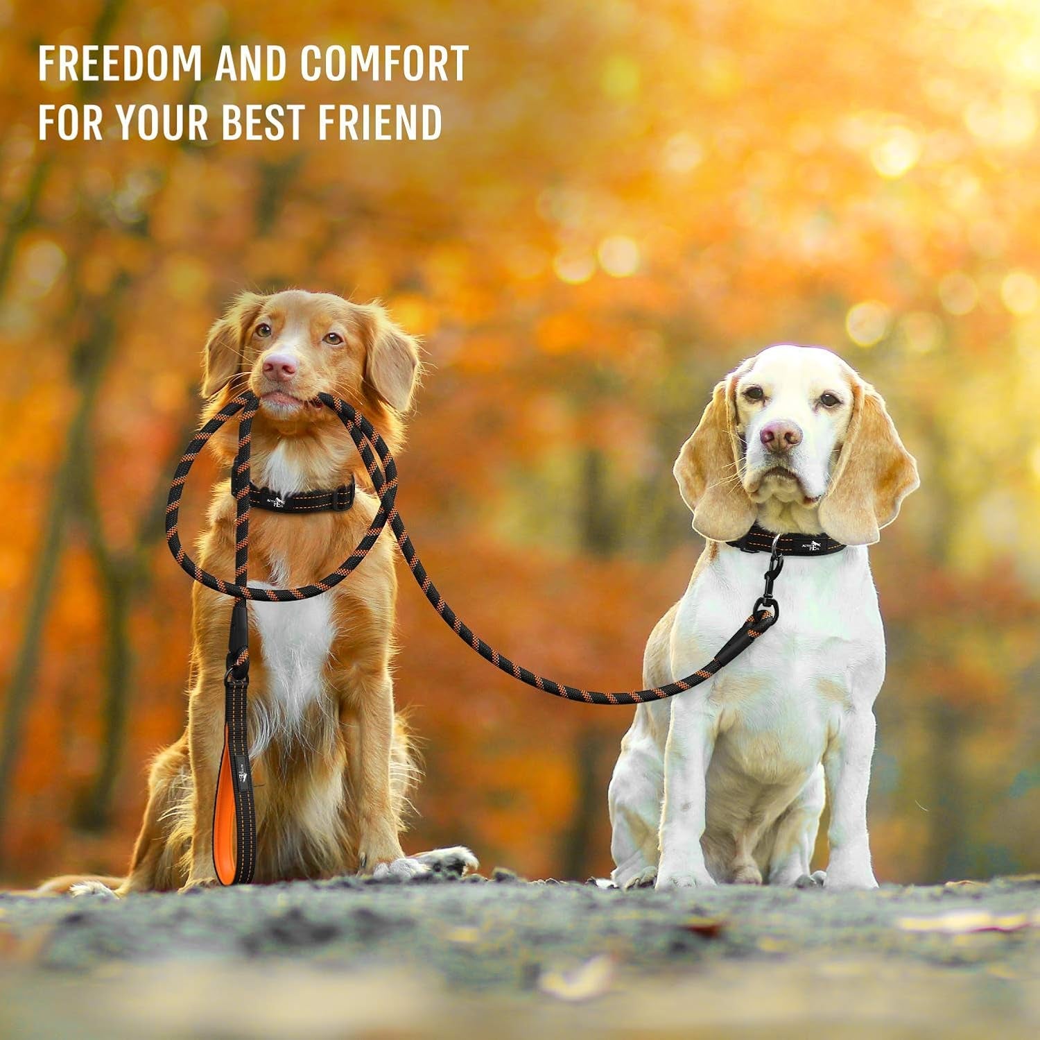 Strong Dog Rope Leash with Soft Comfortable Padded Handle and Highly Reflective Threads, for Small, Medium and Large Dogs, Puppy Leash for Training, Running and Walking